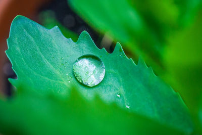 Close-up of green leaves