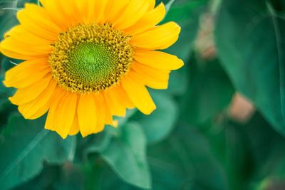 Close-up of yellow flower