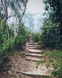 Steps amidst trees in forest