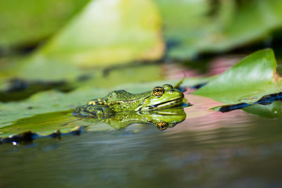 Close-up of turtle frog in lake