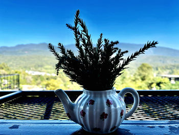 Close-up of potted plant on table against blue sky