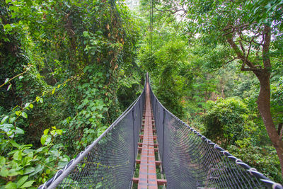 Doi tung tree top walk at chiangrai