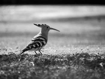 Close-up of hoopoe on land 