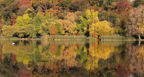 Reflection of trees in lake