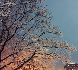 Low angle view of bare tree against clear sky