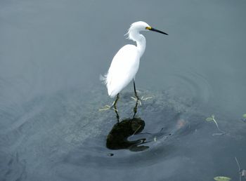 High angle view of bird in lake