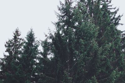 Low angle view of trees against sky