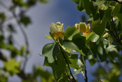 Close-up of flowering plant