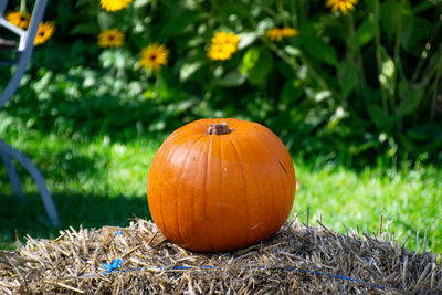 Close-up of pumpkin on field