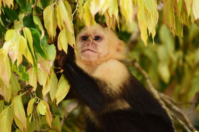 Low angle view of white-throated capuchin monkey on tree