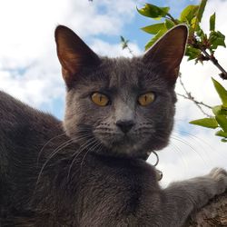 Close-up portrait of a cat