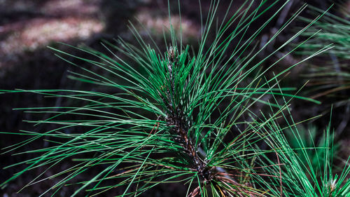 Close-up of grass