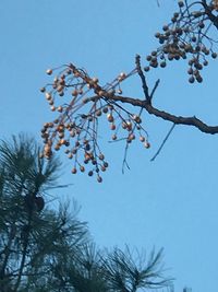 Low angle view of flowering plants against clear blue sky