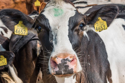 Portrait of cow