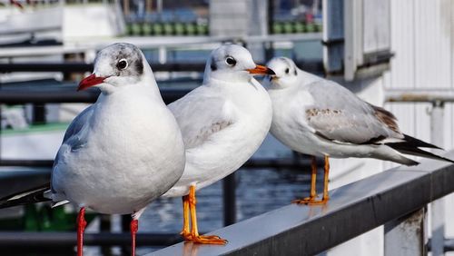 Close-up of seagulls perching on railing