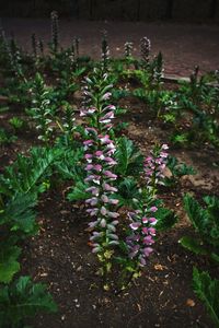 Plants growing outdoors