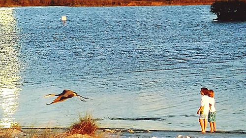 Birds in water