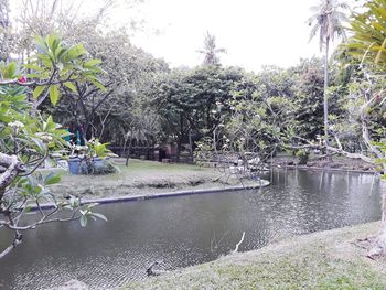 Plants by lake in park against sky