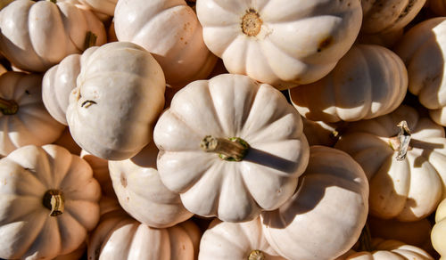 Colorful pumpkins in autumn