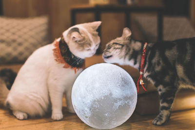 Cats playing with moon lamp at home