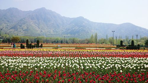 Flowers on field in park against mountains