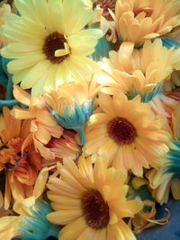 Full frame shot of yellow flowering plant