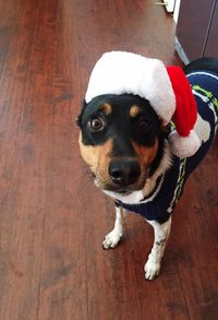 Cute dog wearing santas hat