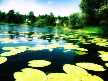 Reflection of trees in pond