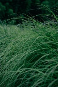 Full frame shot of crops growing on field