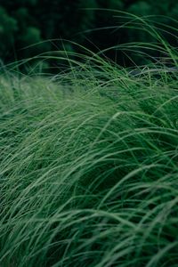 Full frame shot of crops growing on field