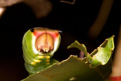 Close-up of caterpillar on damaged leaf