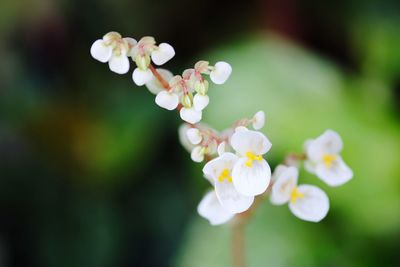 Close-up of white flowering plant