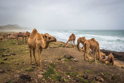 Camels in the sea