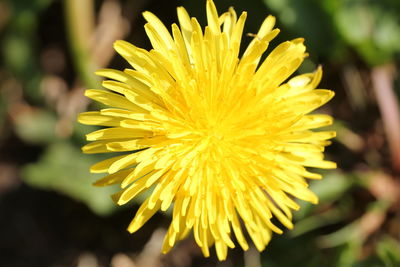 Close-up of yellow flower