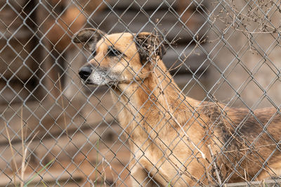 View of cat looking through chainlink fence