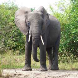 Elephant in a forest