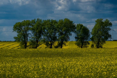 Scenic view of field against sky