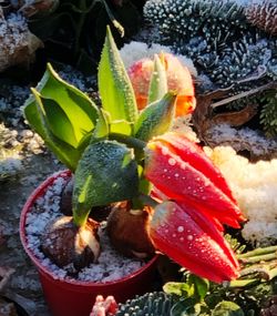 High angle view of succulent plant on snow