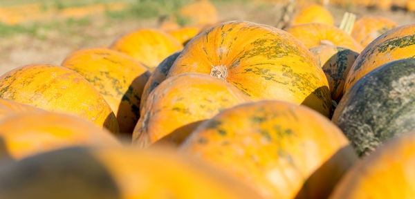 Close-up of pumpkins for sale at market