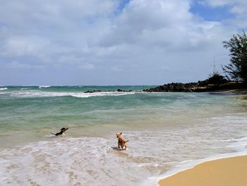 Dogs at beach against cloudy sky