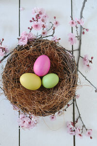 Close-up of eggs in nest