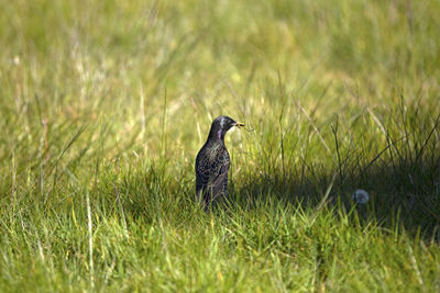 Bird perching on a field