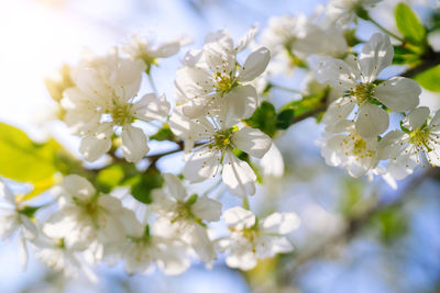 Close-up of white cherry blossom plant