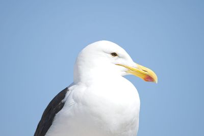 Low angle view of seagull against clear blue sky