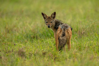 Black-backed jackal stands watching camera in grass