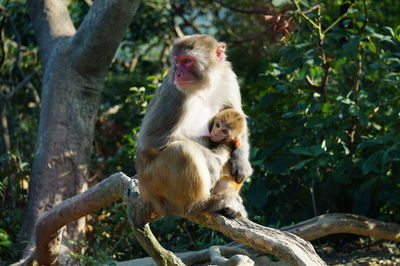 Monkey sitting on tree