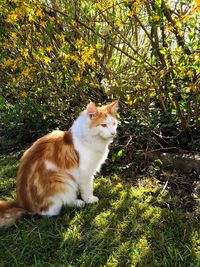Cat sitting on a tree