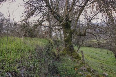 Trees on grassy field