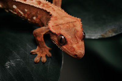 Close-up of lizard