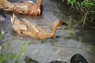 High angle view of duck swimming in lake